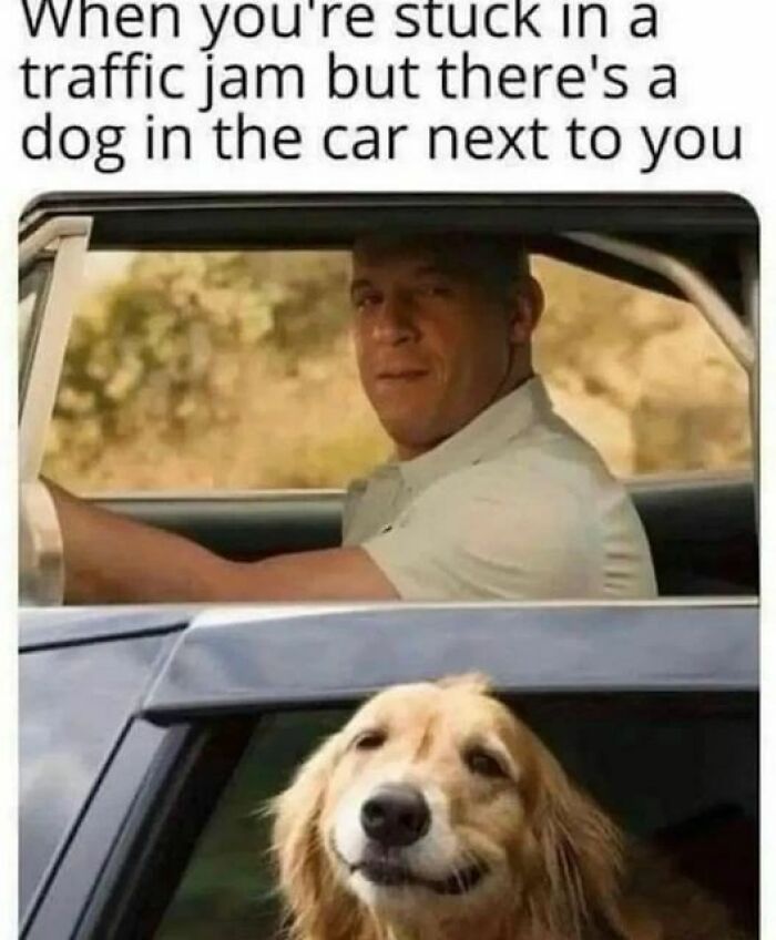 Funny-Wholesome-Dog-Memes