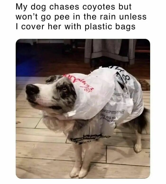 Funny-Wholesome-Dog-Memes