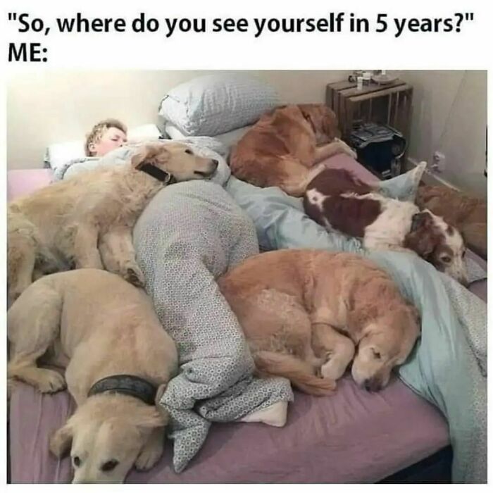 Funny-Wholesome-Dog-Memes