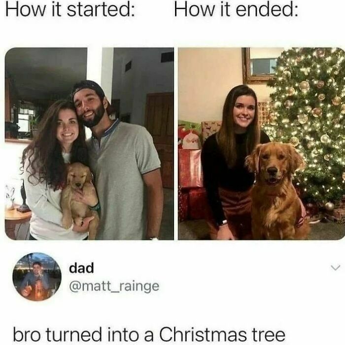 Funny-Wholesome-Dog-Memes