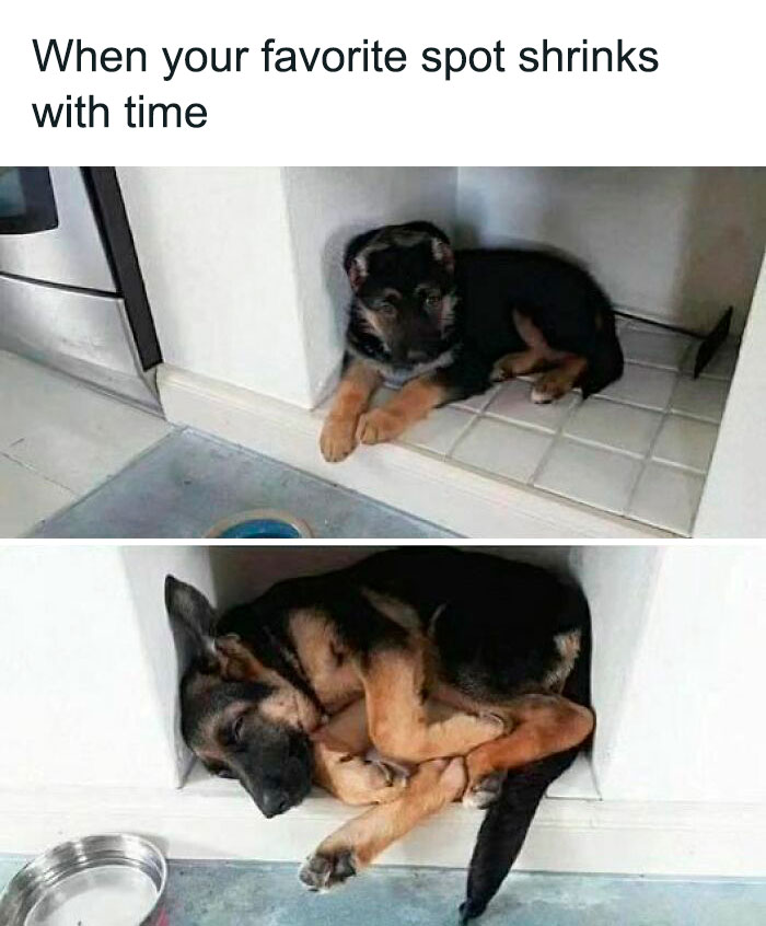 Funny-Wholesome-Dog-Memes