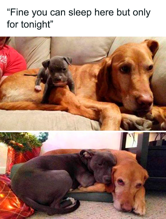 Funny-Wholesome-Dog-Memes