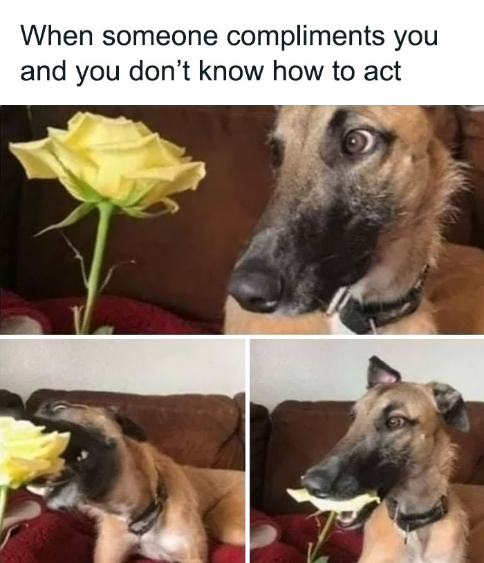 Funny-Wholesome-Dog-Memes