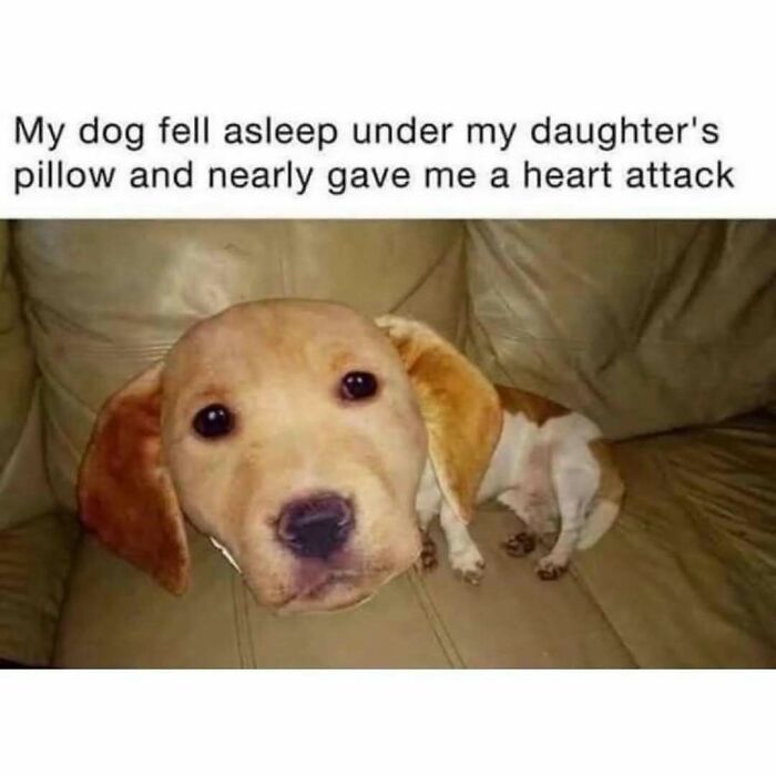 Funny-Cute-Dog-Memes-Jokes