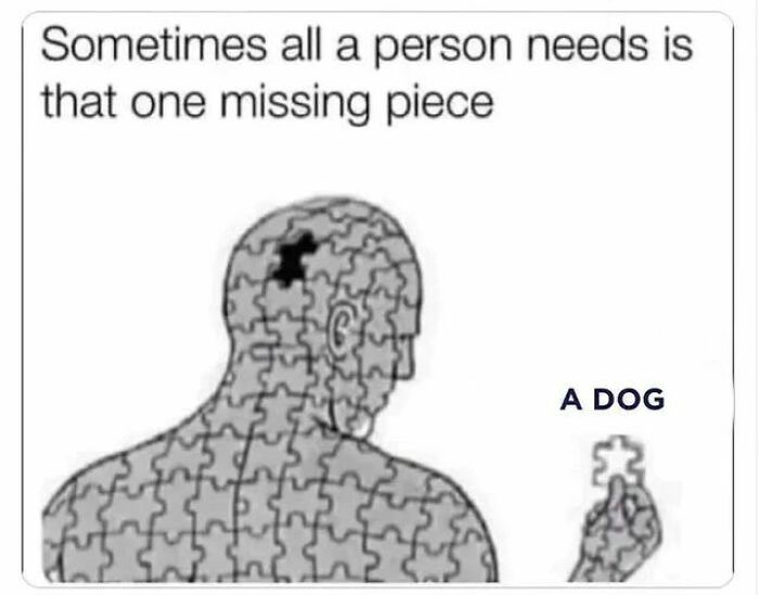 Funny-Wholesome-Dog-Memes