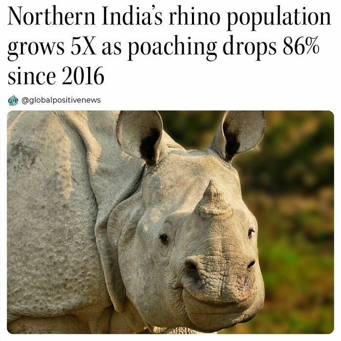 Rhino population in Northern India grows significantly as poaching plummets, showing positive conservation results.