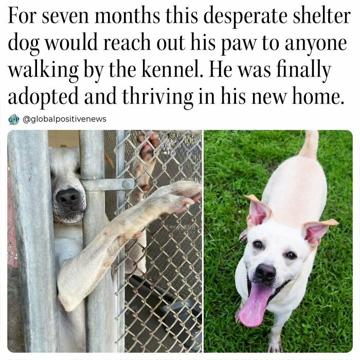 Shelter dog reaching through kennel bars, then joyfully playing on grass after adoption. Uplifting stories of transformation.