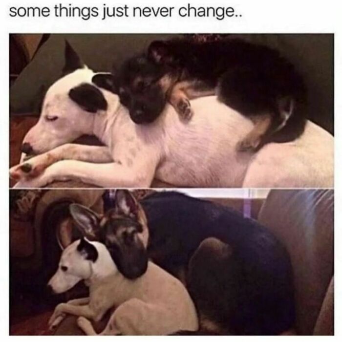 Funny-Wholesome-Dog-Memes