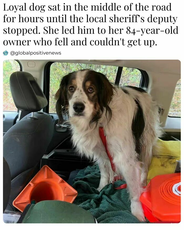 Loyal dog in a car leading a rescue effort, showcasing uplifting stories of animal bravery and companionship.