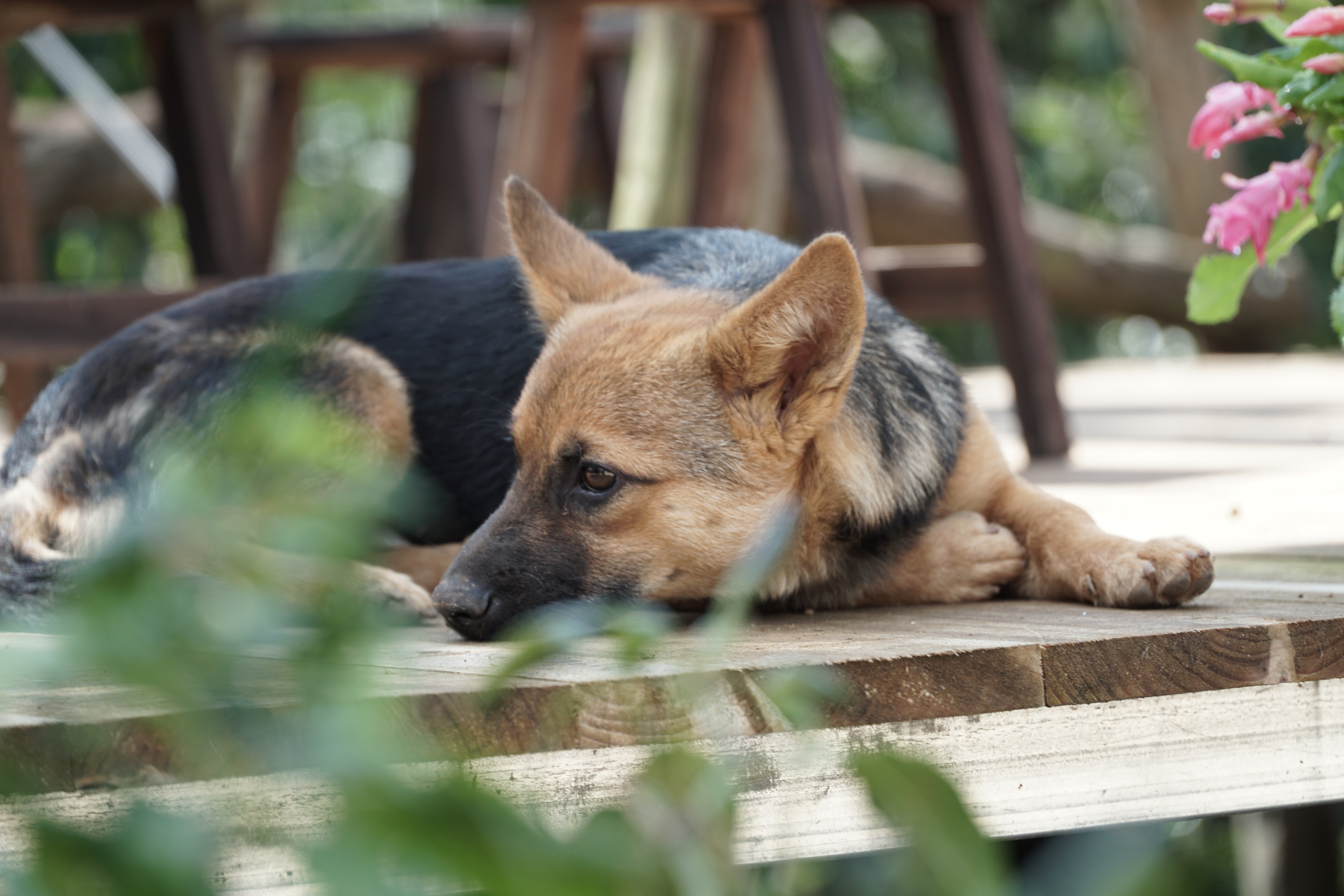 An Image Of A Sad Dog Waiting For Its Owner To Return From Working In The Fields.