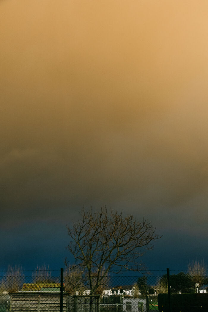 I Spent 4 Years Photographing This Tree