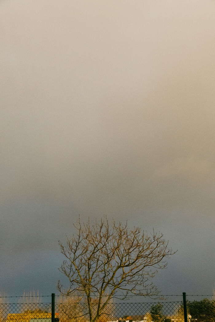 I Spent 4 Years Photographing This Tree