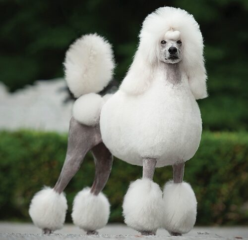 Diana-the-Poodle-500x485-672925cb0b807.jpg