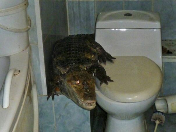 Gator-toilet-673398a96f0af.jpg