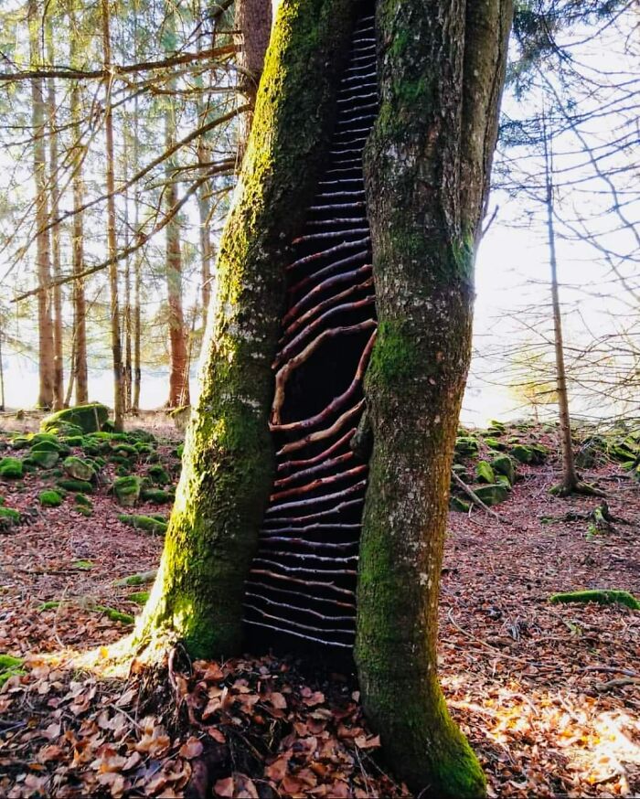 Open - Beech Sticks In Beech Tree