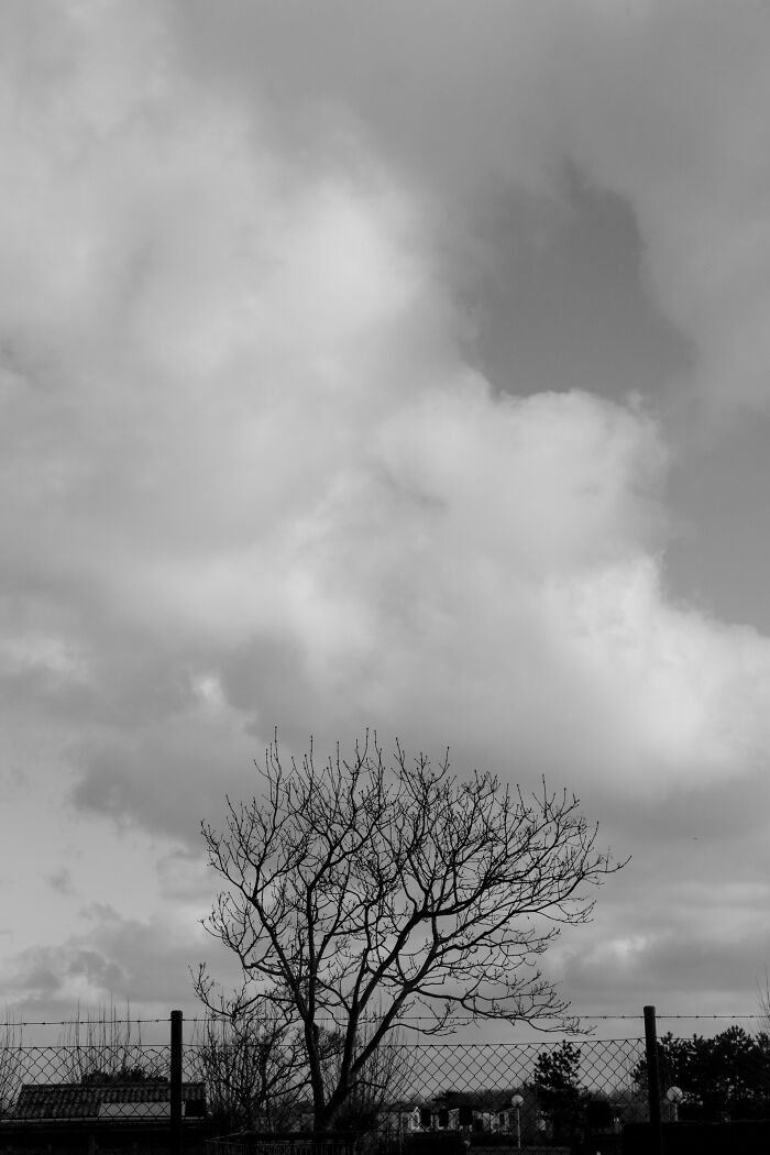 I Spent 4 Years Photographing This Tree