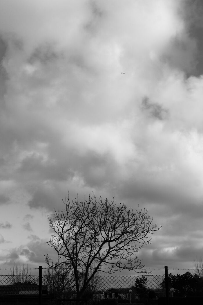 I Spent 4 Years Photographing This Tree