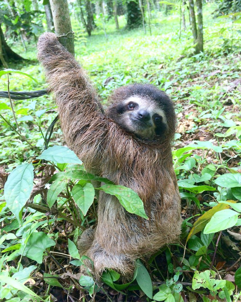 Man In Brazil Documented Hilariously Adorable Encounter With A Wild Sloth