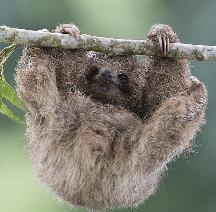 Man In Brazil Documented Hilariously Adorable Encounter With A Wild Sloth