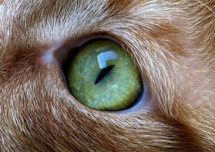 Milenko's Eye