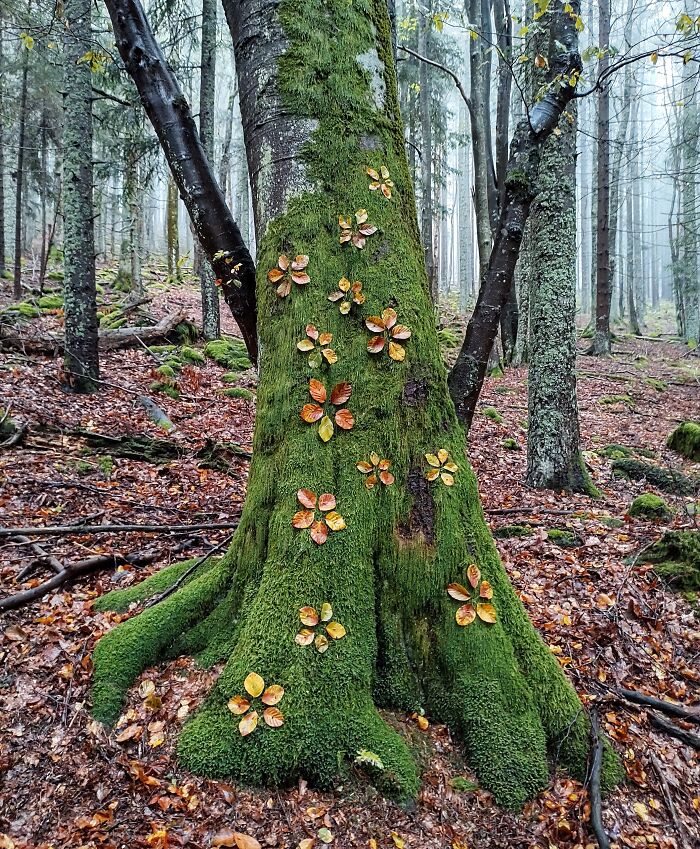 Autumn Bloom - Beech Leaves On A Beech Tree