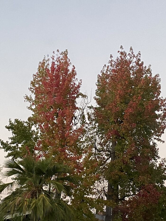 This Tree Agrees That Pink Is Just Better