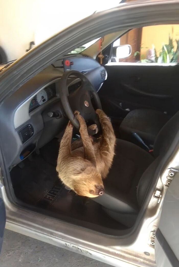 Man In Brazil Documented Hilariously Adorable Encounter With A Wild Sloth