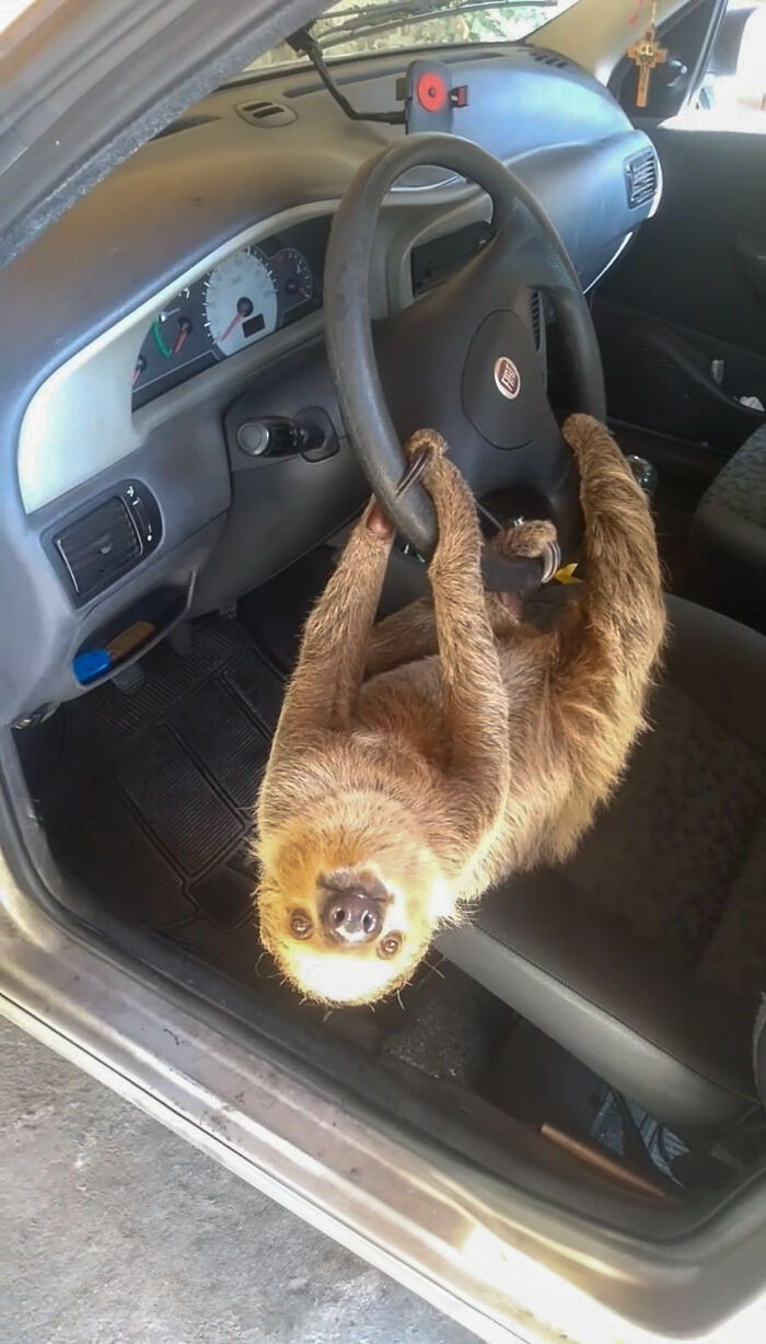 Man In Brazil Documented Hilariously Adorable Encounter With A Wild Sloth