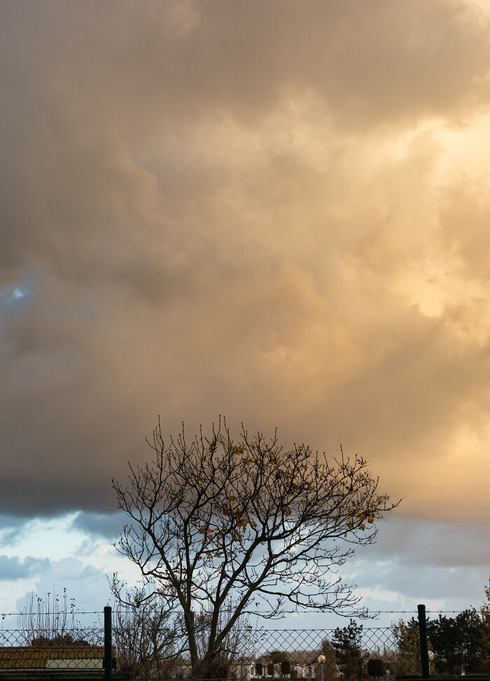 I Spent 4 Years Photographing This Tree