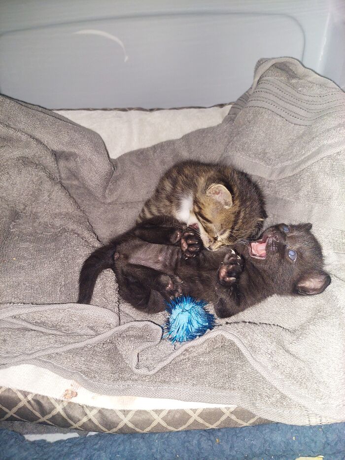 My Month Old Kittens