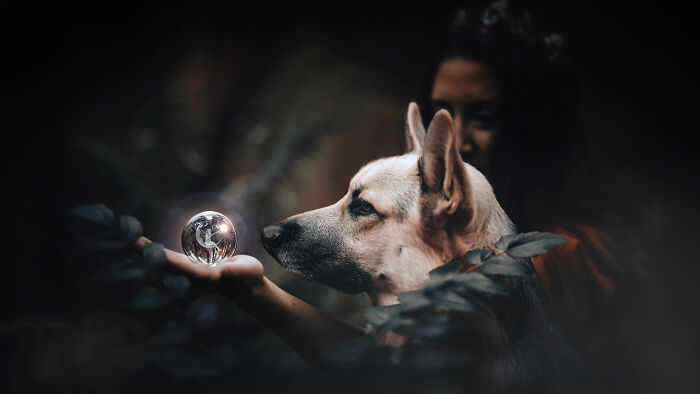 I Photographed A Fairytale-Inspired, Witchy Dog Session Inspired By Red Riding Hood (15 Pics)