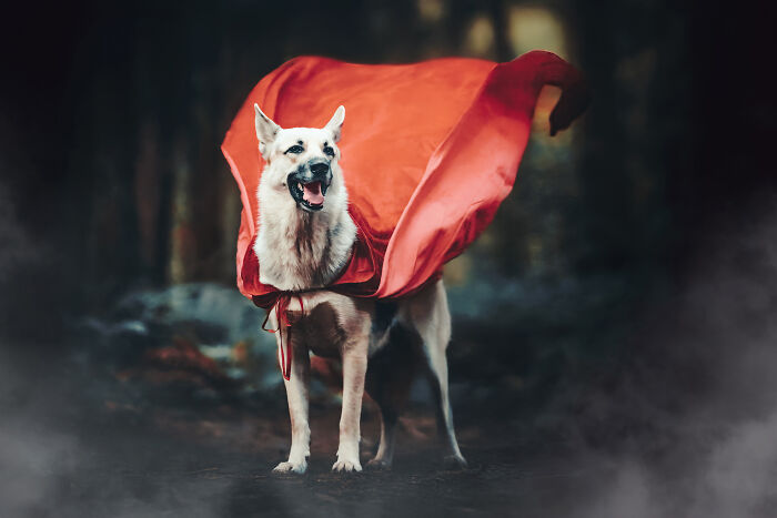 I Photographed A Fairytale-Inspired, Witchy Dog Session Inspired By Red Riding Hood (15 Pics)