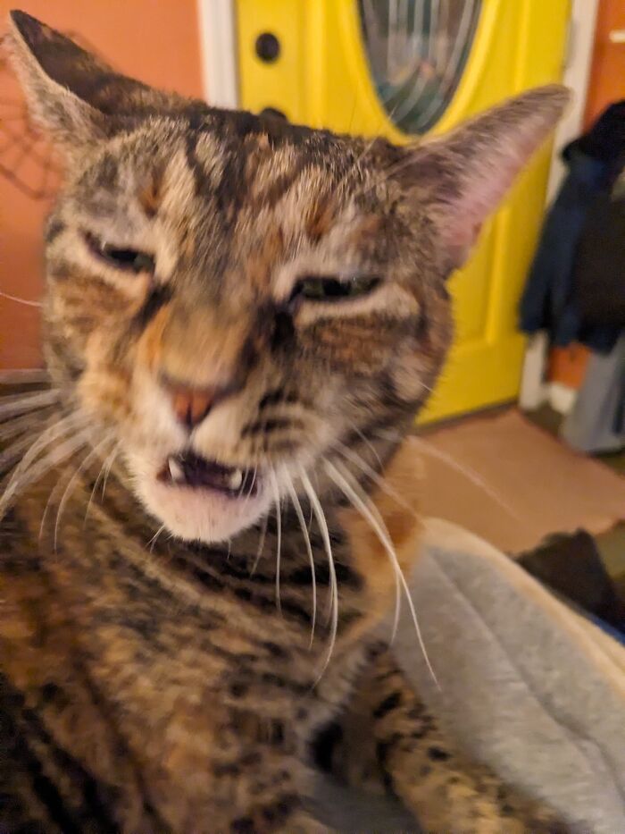 My Cat A Second Into Sneezing