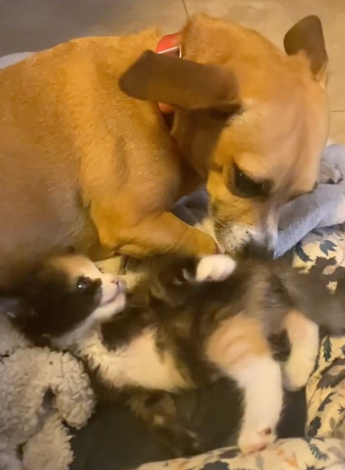 Adorable Duo: Rescue Dog And Stray Kitten Form A Heartwarming Friendship