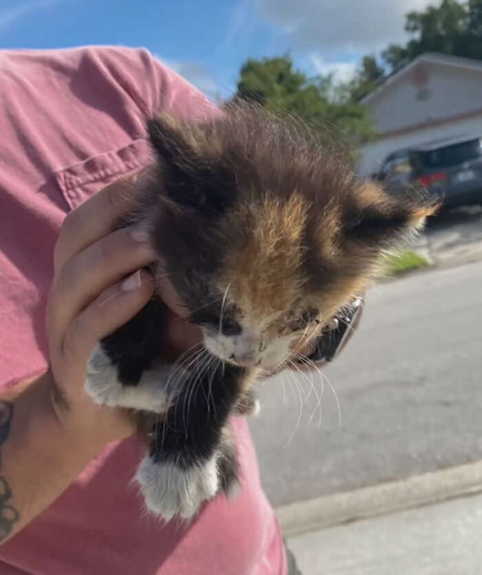 Adorable Duo: Rescue Dog And Stray Kitten Form A Heartwarming Friendship