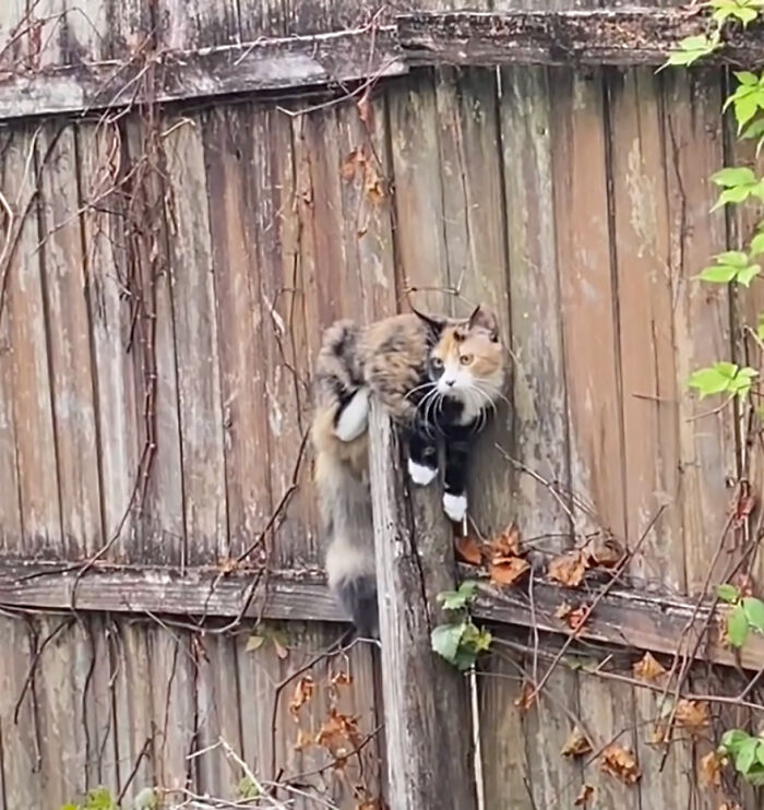 Adorable Duo: Rescue Dog And Stray Kitten Form A Heartwarming Friendship