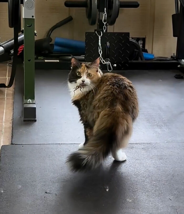 Adorable Duo: Rescue Dog And Stray Kitten Form A Heartwarming Friendship