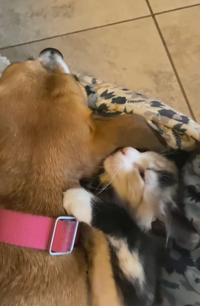 Adorable Duo: Rescue Dog And Stray Kitten Form A Heartwarming Friendship