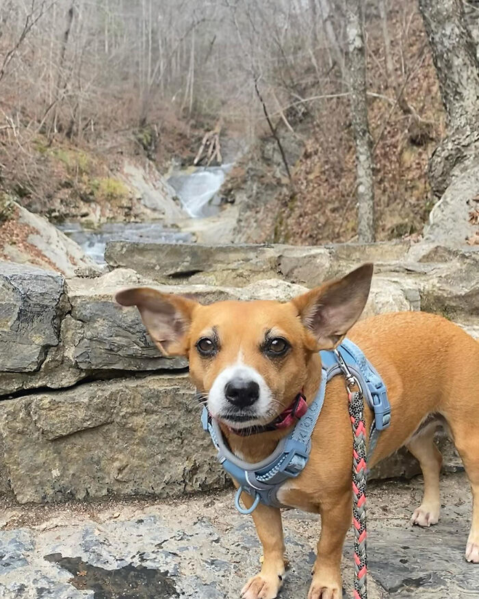 Adorable Duo: Rescue Dog And Stray Kitten Form A Heartwarming Friendship