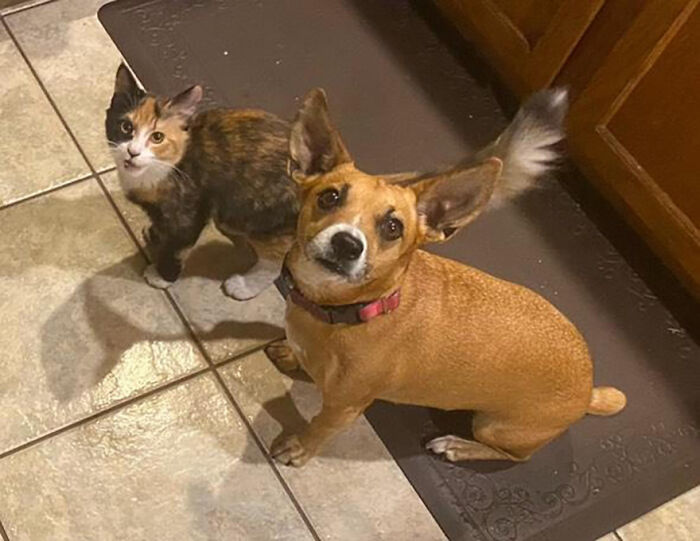 Adorable Duo: Rescue Dog And Stray Kitten Form A Heartwarming Friendship