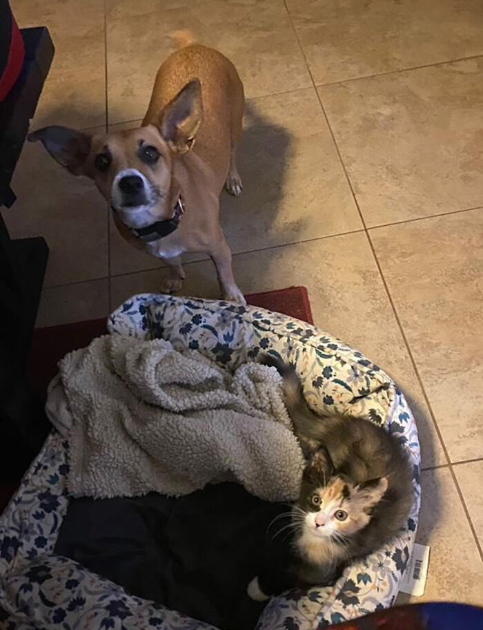 Adorable Duo: Rescue Dog And Stray Kitten Form A Heartwarming Friendship