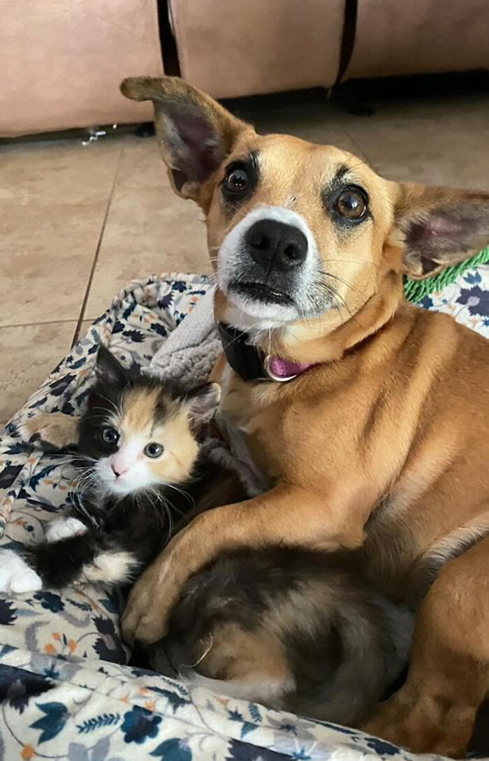 Adorable Duo: Rescue Dog And Stray Kitten Form A Heartwarming Friendship