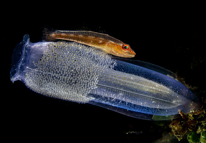 Goby Eggs By Saeed Rashid