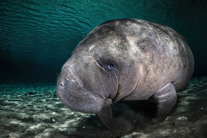 Curious Baby Manatee By Remuna Beca-