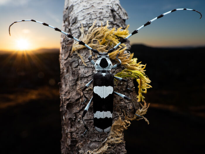 Banded Alder Borer Sunset By Thomas Barbin