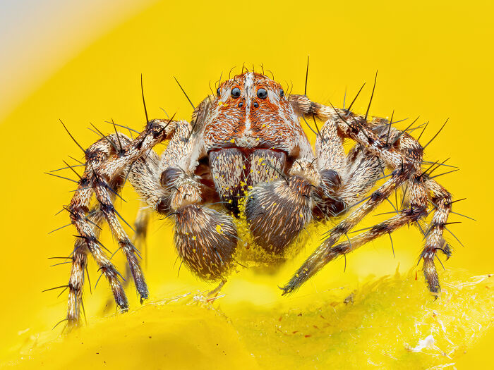 Lynx Spider By Manfred Auer