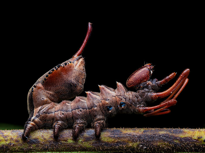 Stauropus By José Manuel Lois Rial