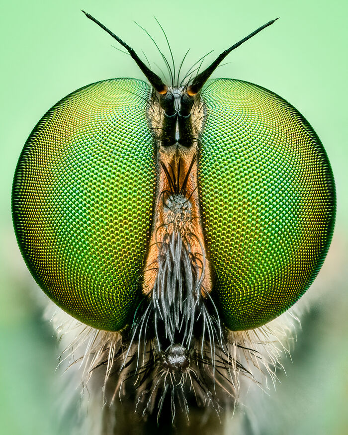 Portrait Of A Robber Fly By Benjamin Salb