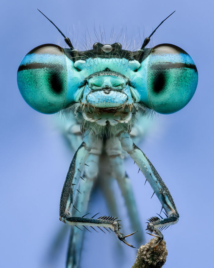 Damselfly Blue On Blue By Benjamin Salb