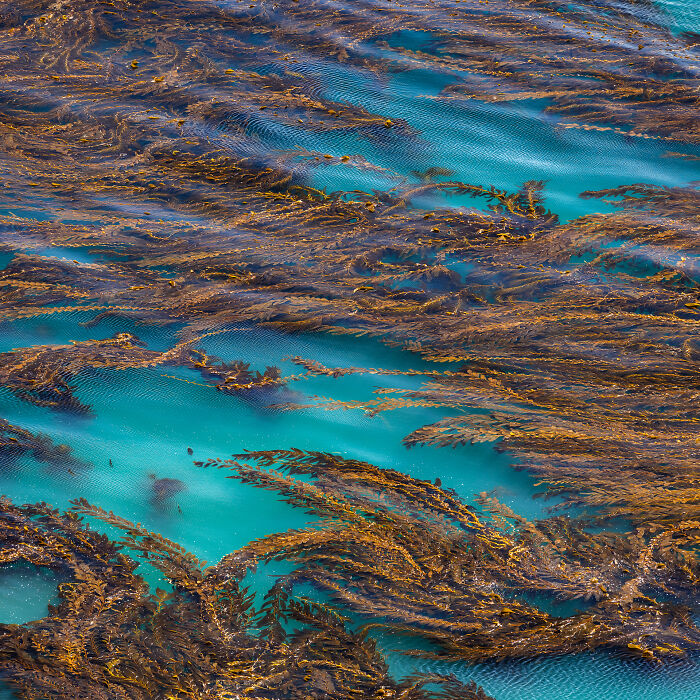 Giant Kelp Canopy Iv By Sigfrido Zimmermann